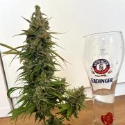 GG#4 Sherbet FF