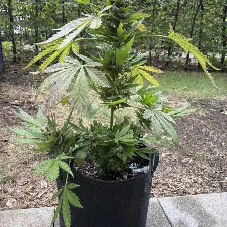 Auto Strains 2025 - Episode 3 (Guava)