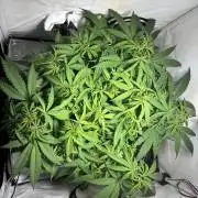 GG#4 Sherbet FF