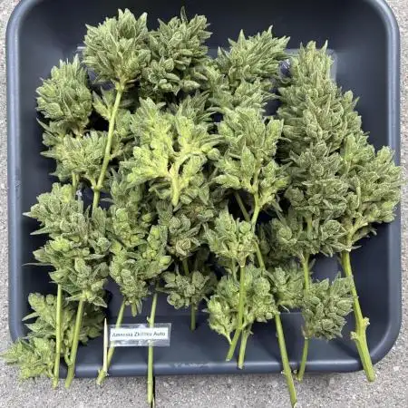 Auto Strains 2025 - Episode 1