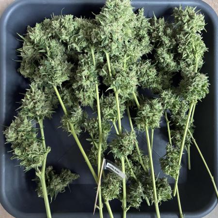 Auto Strains 2025 - Episode 2 (Gorilla)