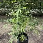 Auto Strains 2025 - Episode 2 (Gorilla)