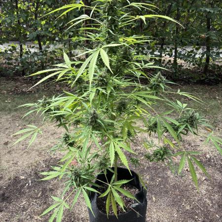 Auto Strains 2025 - Episode 2 (Gorilla)