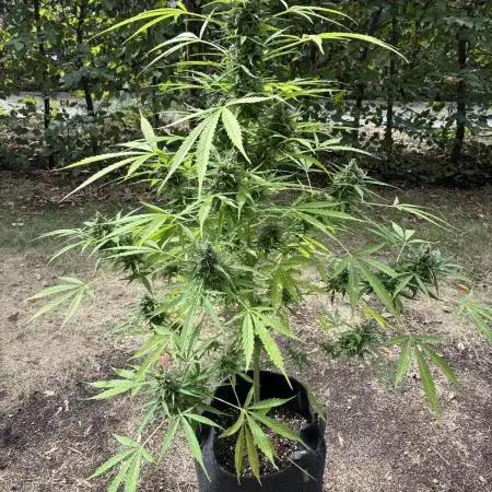 Auto Strains 2025 - Episode 2 (Gorilla)