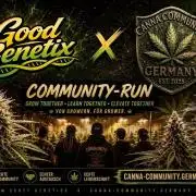 Super Boof Cherry FF - Good Genetix