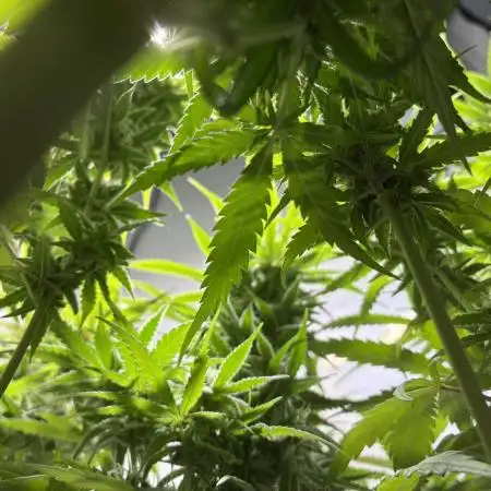 GG#4 Sherbet FF