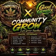 Super Boof Cherry FF - Good Genetix
