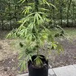 Auto Strains 2025 - Episode 2 (Gorilla)