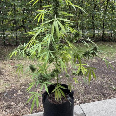 Auto Strains 2025 - Episode 2 (Gorilla)
