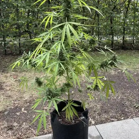 Auto Strains 2025 - Episode 2 (Gorilla)