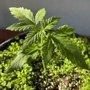 Papaya Cookies Auto