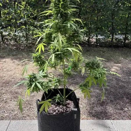 Auto Strains 2025 - Episode 1