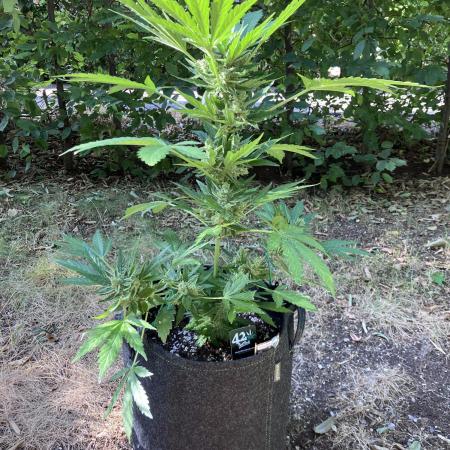 Auto Strains 2025 - Episode 3 (Guava)