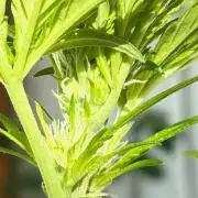 Papaya Cookies Auto