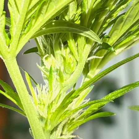 Papaya Cookies Auto