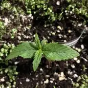 Papaya Cookies Auto