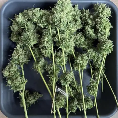 Auto Strains 2025 - Episode 2 (Gorilla)