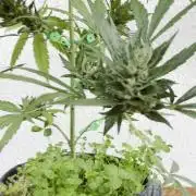 Papaya Cookies Auto