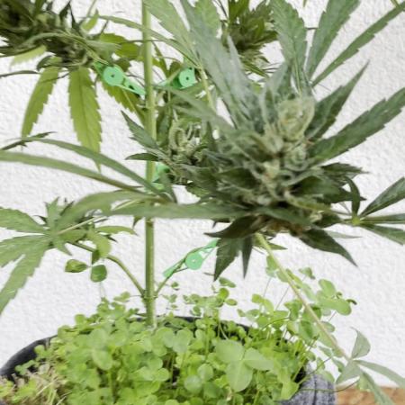 Papaya Cookies Auto