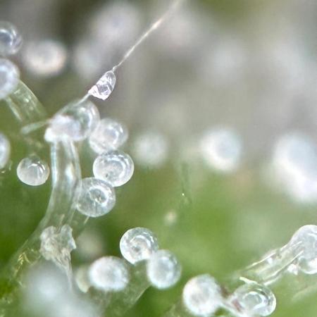 Auto Strains 2026