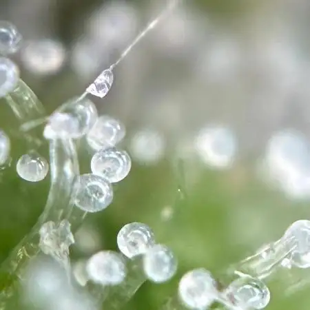 Auto Strains 2026