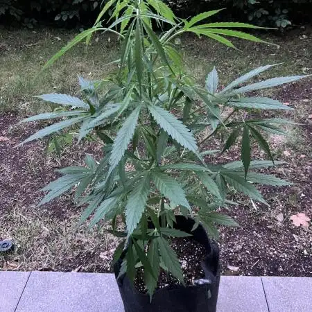 Auto Strains 2025 - Episode 2 (Gorilla)