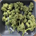 Auto Strains 2025 - Episode 1