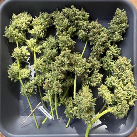 Auto Strains 2025 - Episode 1