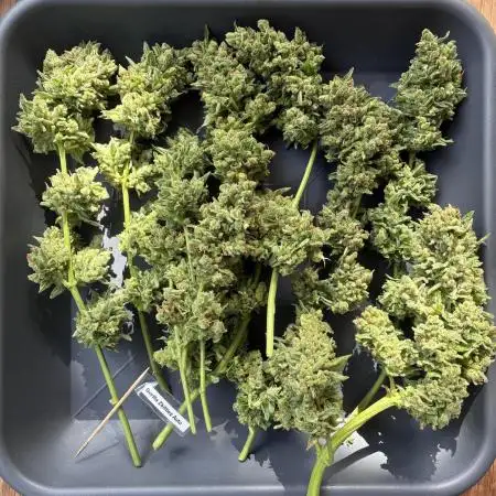 Auto Strains 2025 - Episode 1