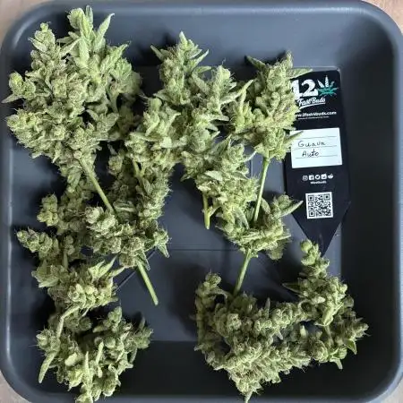 Auto Strains 2025 - Episode 3 (Guava)
