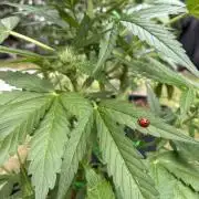 Auto Strains 2026