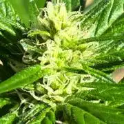 Papaya Cookies Auto