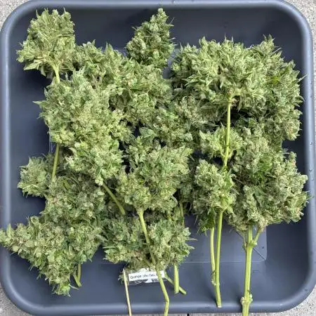Auto Strains 2025 - Episode 1