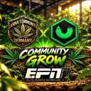 CCG x Krumme Gurken - Friezas Laser