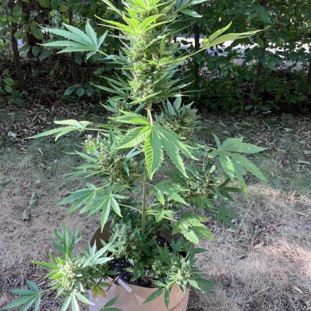 Auto Strains 2025 - Episode 1