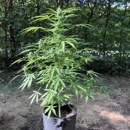 Auto Strains 2025 - Episode 2 (Gorilla)