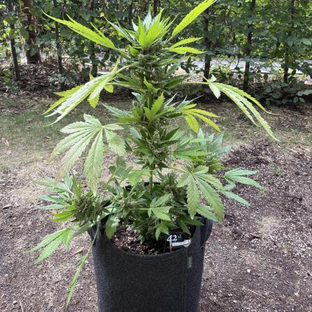 Auto Strains 2025 - Episode 3 (Guava)
