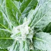 Papaya Cookies Auto