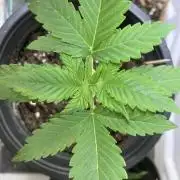 Gorilla Cookies Auto-20W light Test 2025