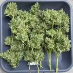 Auto Strains 2025 - Episode 1