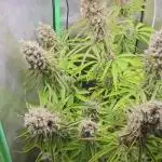 FF Gorilla Cookies FastBuds 🦍🍪