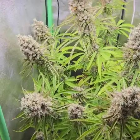 FF Gorilla Cookies FastBuds 🦍🍪