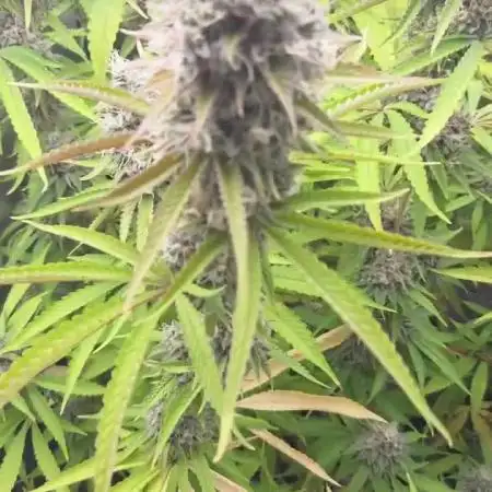 FF Gorilla Cookies FastBuds 🦍🍪