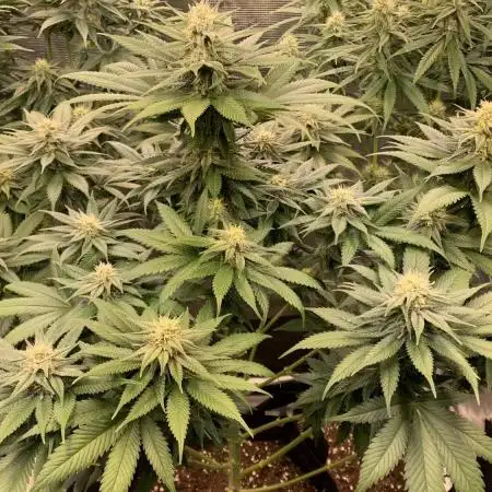Cannarado, Rippers and Seedstockers