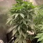 Cannarado, Rippers and Seedstockers
