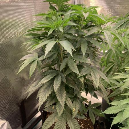 Cannarado, Rippers and Seedstockers