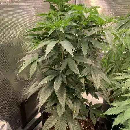 Cannarado, Rippers and Seedstockers