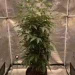 Cannarado, Rippers and Seedstockers
