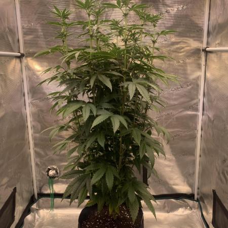 Cannarado, Rippers and Seedstockers