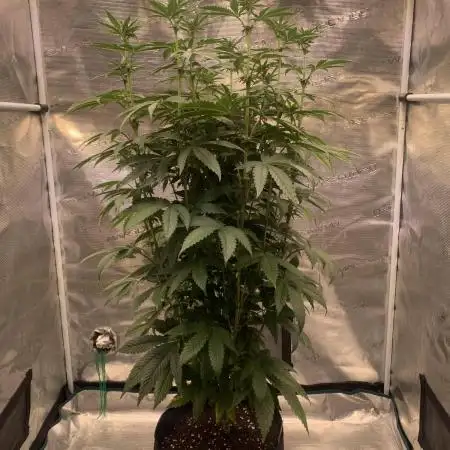 Cannarado, Rippers and Seedstockers